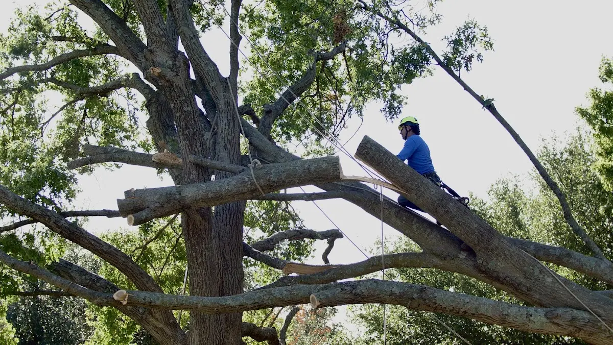 Professional Crown Thinning performed by certified arborists in Rock Hill